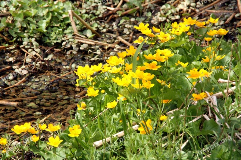 Caltha Palustris Spring Nature Yellow Plant