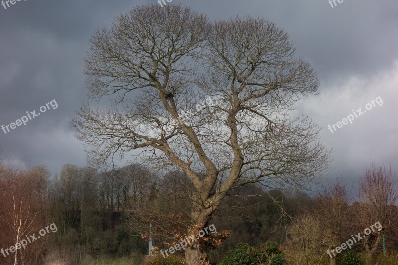 Tree Silhouette Branch Joli Good Looking