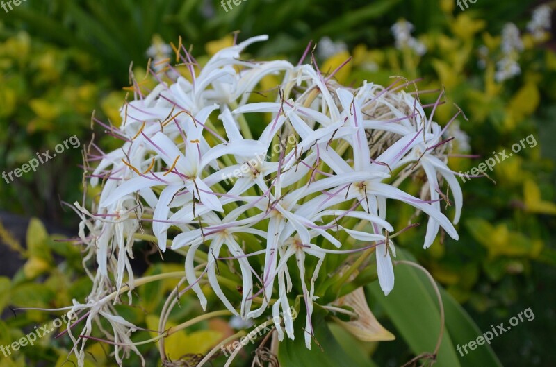 Hawaiian Flower White Oahu Floral Free Photos