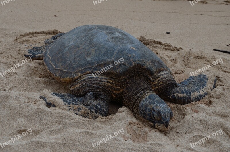 Hawaiian Turtle Full Marine Wildlife Free Photos