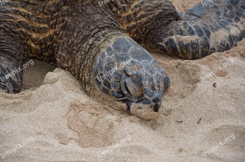 Hawaiian Turtle Marine Wildlife Free Photos