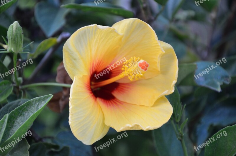 Hibiscus Hawaiian Flowers Floral Free Photos