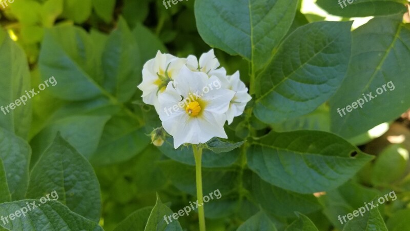 Field Crop Plant Potato Flower