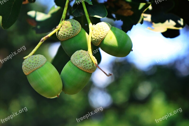 Oak Green Tree Nature Leaves