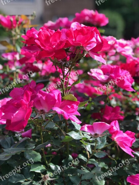 Rose Plant Flower Pink Nature