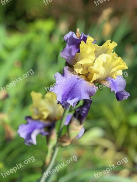 Iris Purple Yellow Flower Bloom