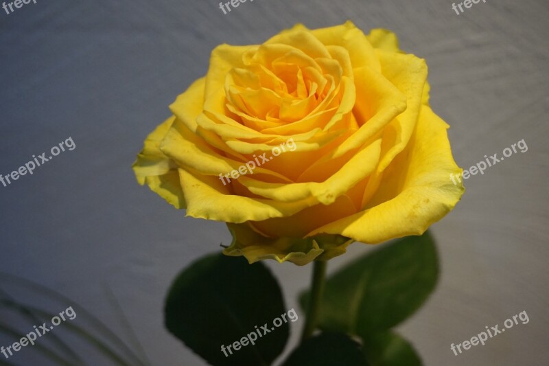 Rose Flower Love Beauty Birthday