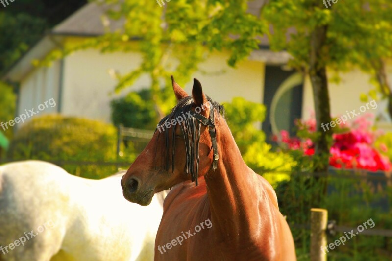 Horse Walker Horse Horses Nature Animals