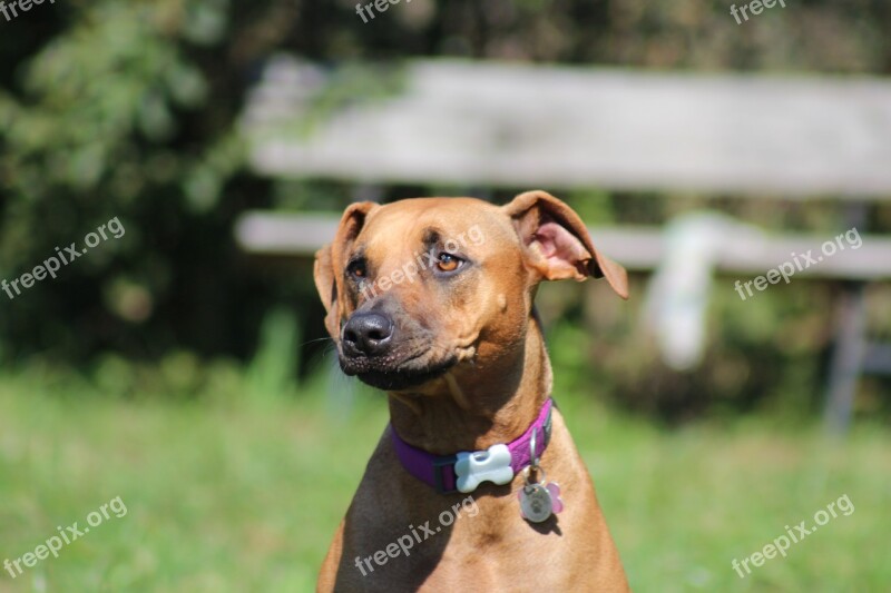 Dog Ridgeback Dog Face Rhodesian Pet