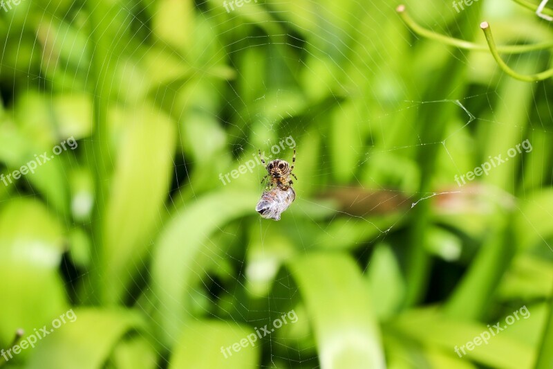 Spider Nature Insect Cobweb Arachnid