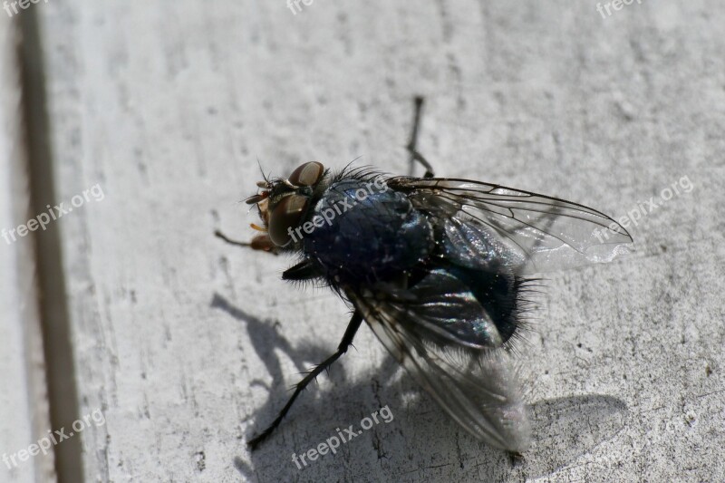 Fly Macro Close Up Compound Eyes Free Photos