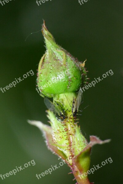 Rose Macro Flower Plant Aphids