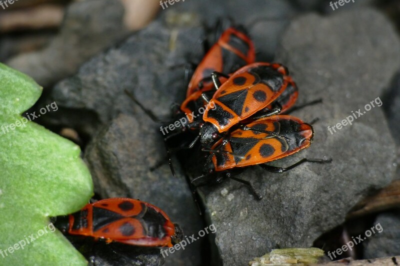 Macro Nasty Fire Bug Pyrrhocoris Apterus Insect Close Up