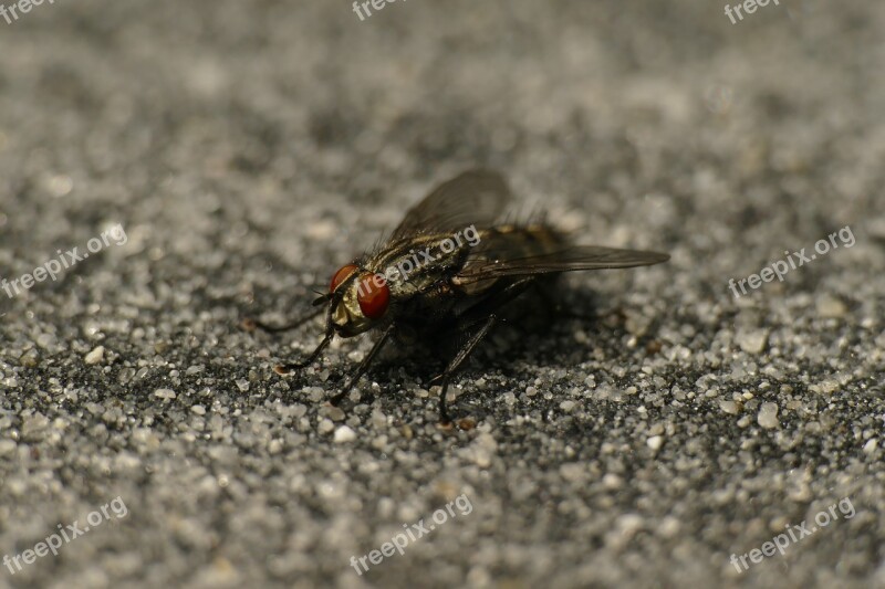 Fly Macro Compound Eyes Insect Close Up