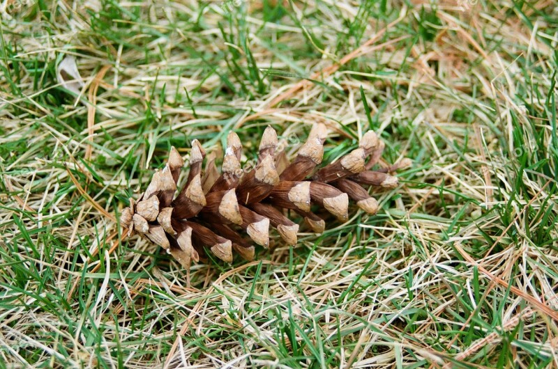 Pinecone Outdoors Ground Green Grass