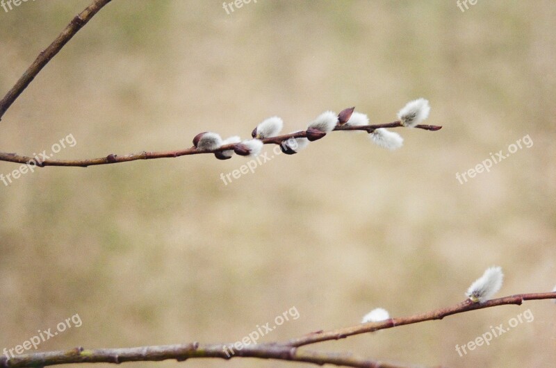 Easter Willow Spring Green Plant