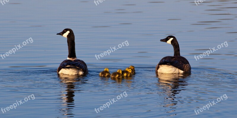 Geese And Goslings Geese Goslings Baby Geese Canada Geese