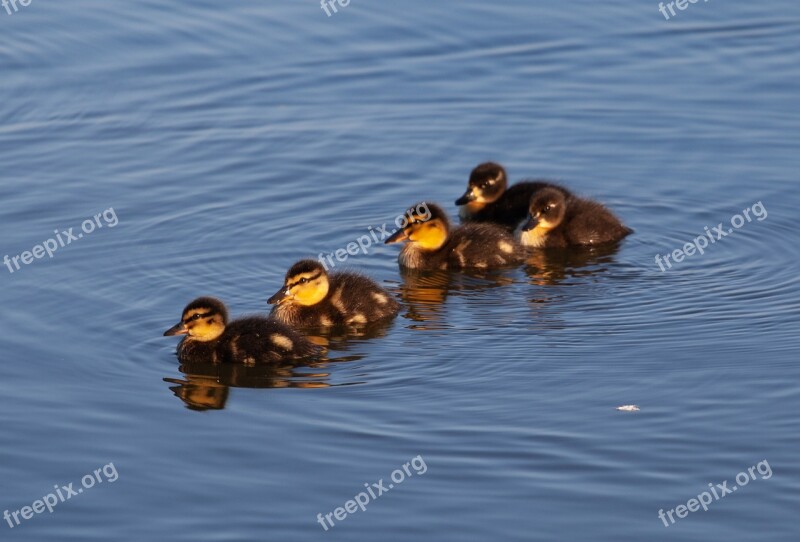 Ducklings Baby Ducks Duckling Duck Baby