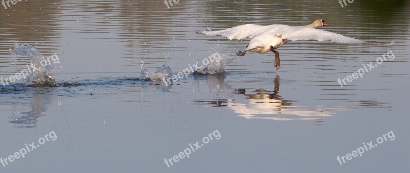 Swan Taking Flight Swan White Bird Flight Swan Flying