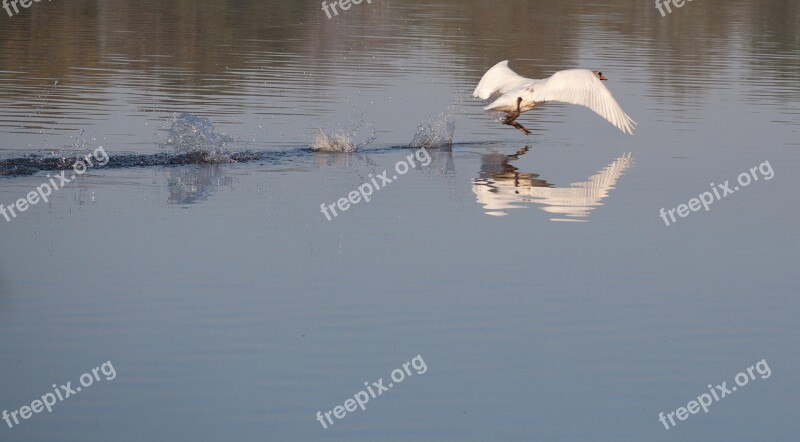 Swan Running On Water Swan Water Bird Large Bird Swan Flying