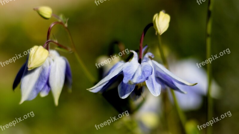 Garden Flowers Spring Lavender Flora