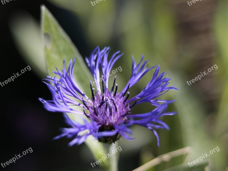 Flowers Garden Romantic Plants Flower