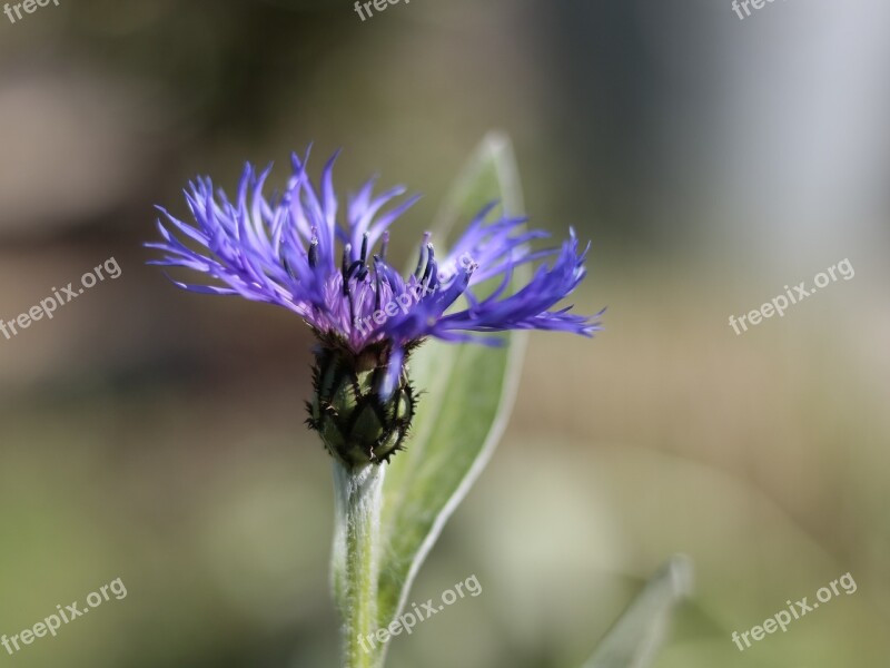 Macro Flower Garden Plants Nature