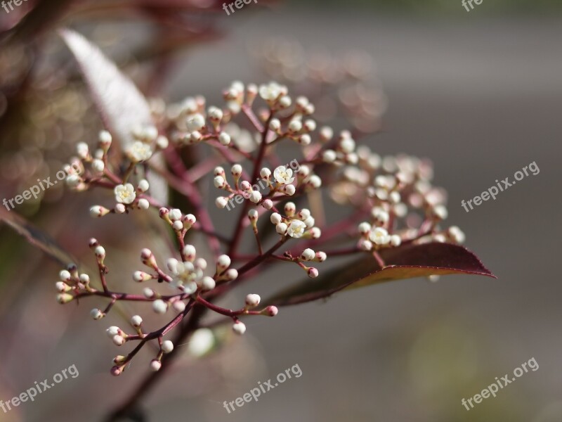 Macro Picture Flower Photographer Nature