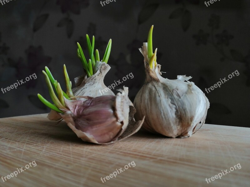 Garlic Eating Spring Garlik Free Photos