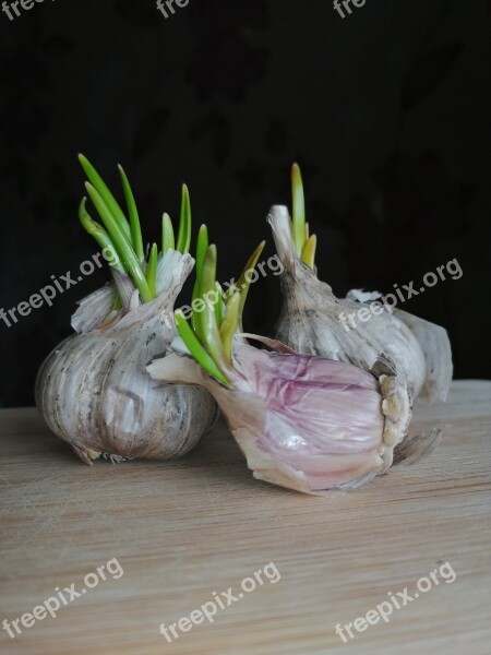 Garlic Eating Spring Garlik Free Photos