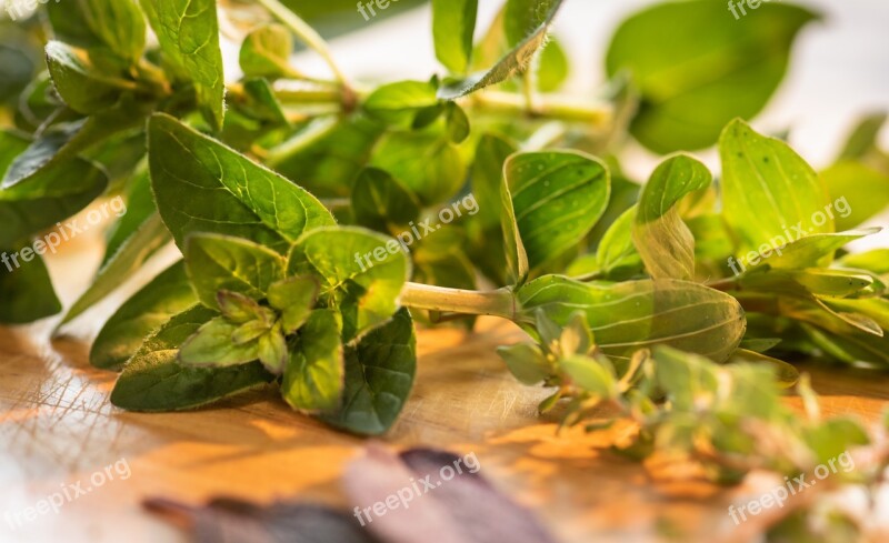 Culinary Herbs Close-up Marjoram Thyme Sage