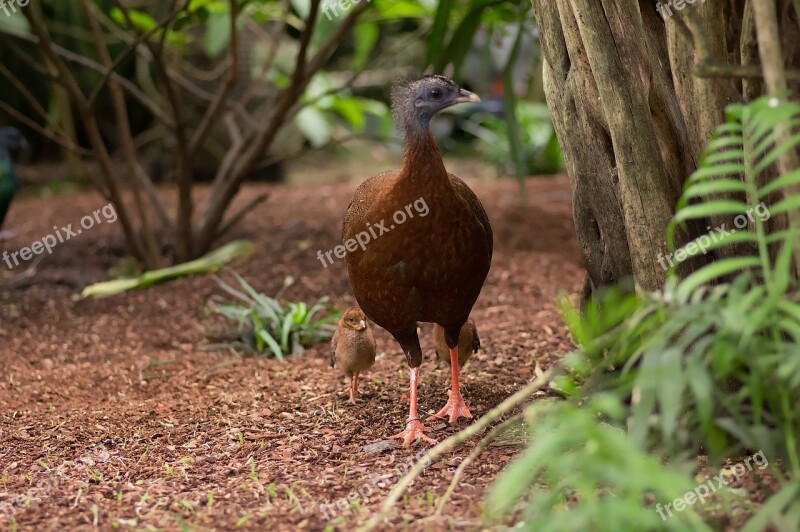 Bird Ecuador Nature Jungle Tropical