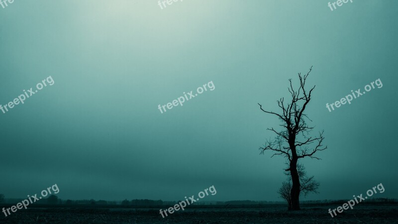 Tree Dreary Dark Landscape Atmosphere