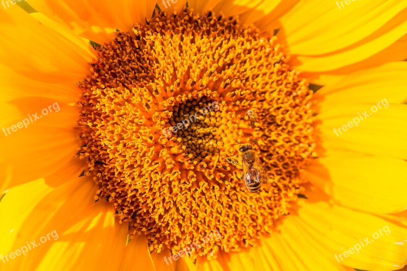 Sunflower Bee Insect Pollination Honey