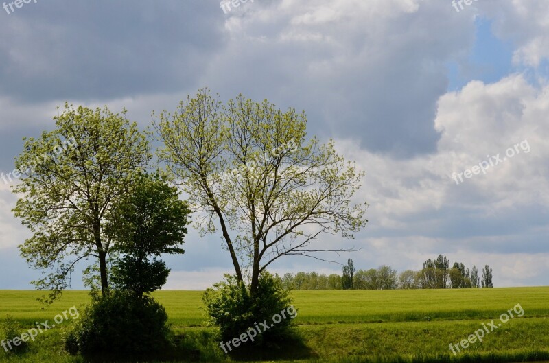 Trees Landscape Fields Sky Scenic