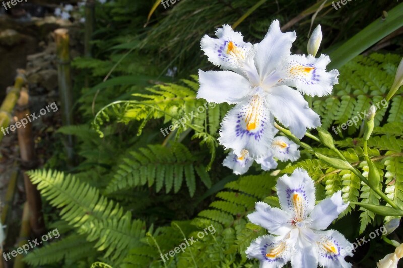 Natural Flowers Fern Saga White