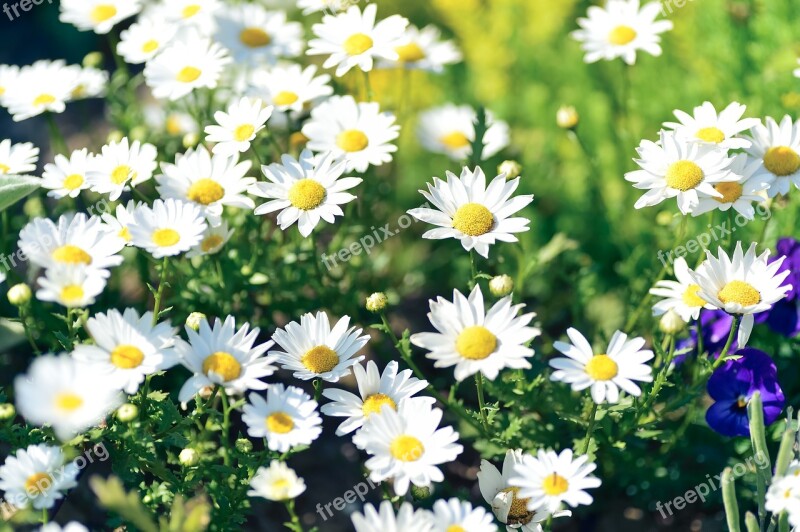 Natural Flowers Margaret White Plant