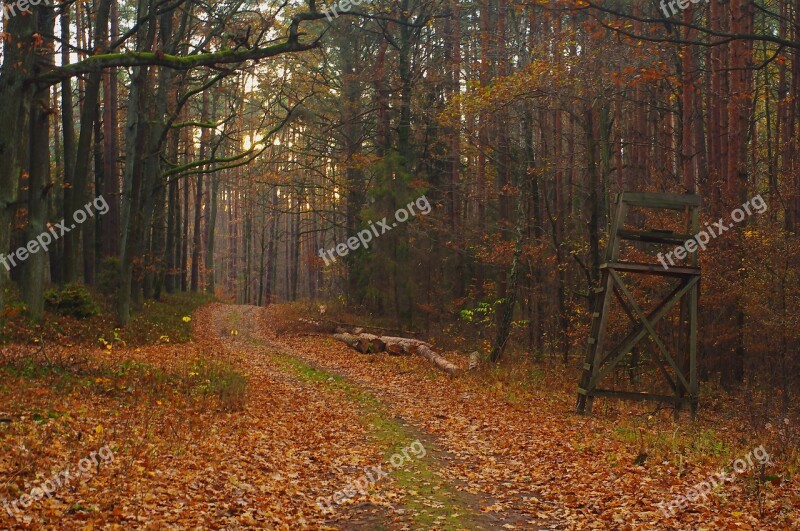 Pulpit Foliage Tourism The Path Tree