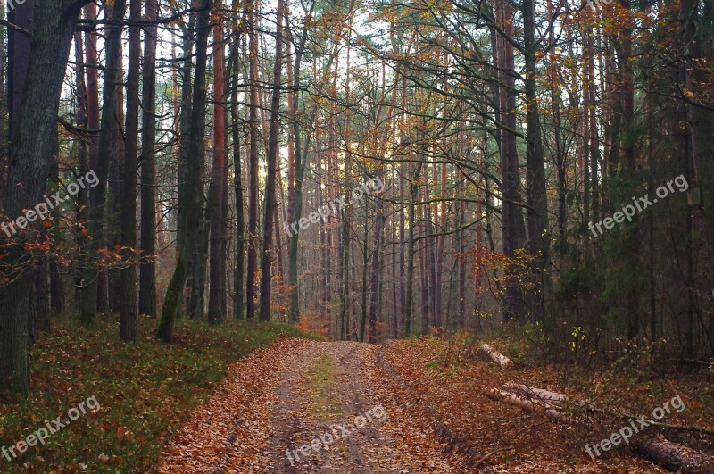 Forest Way Foliage Landscape Tree