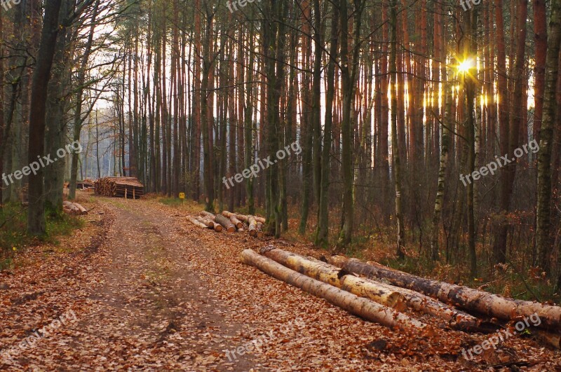 Forest The Sun Nature Landscape Tree