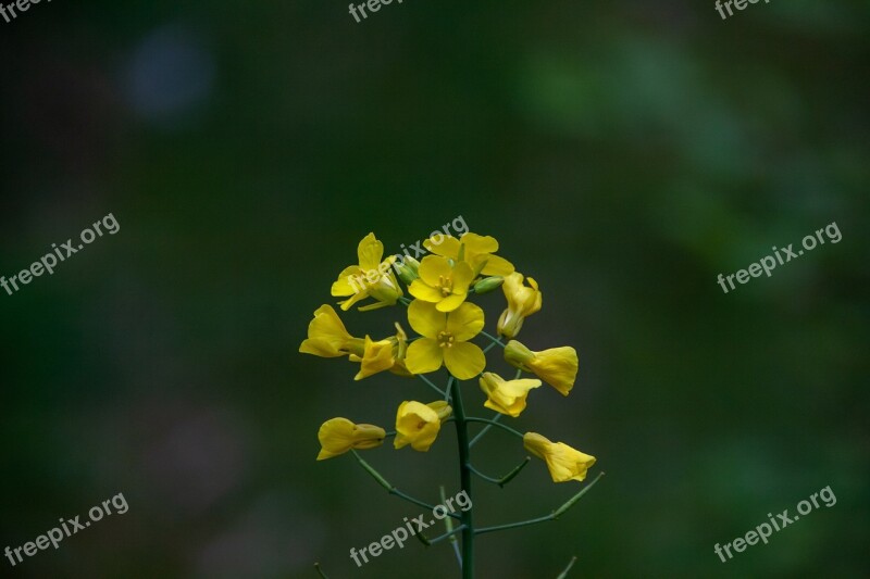 Flower Nature Blossom Plant Summer