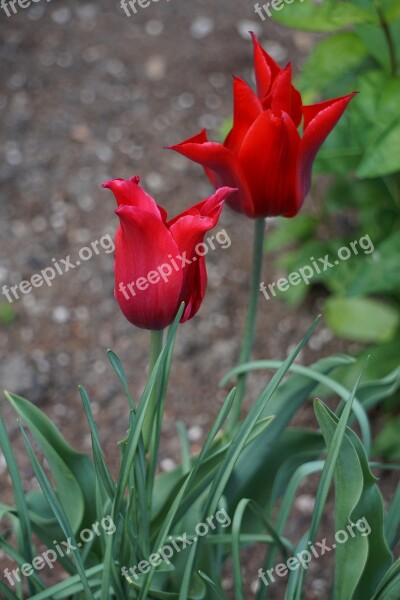 Tulip Plant Tulips Flowers Spring