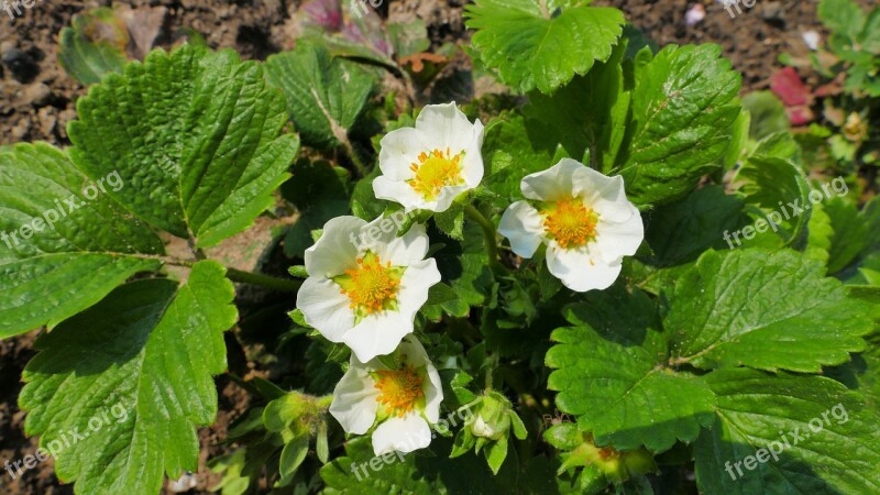 Strawberries Flowers Spring Garden Plant