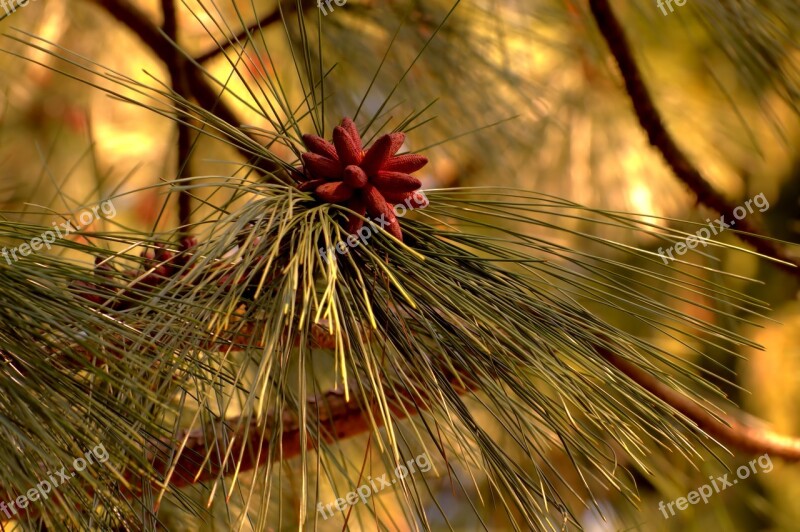 Macro Nature Garden Close Up Park