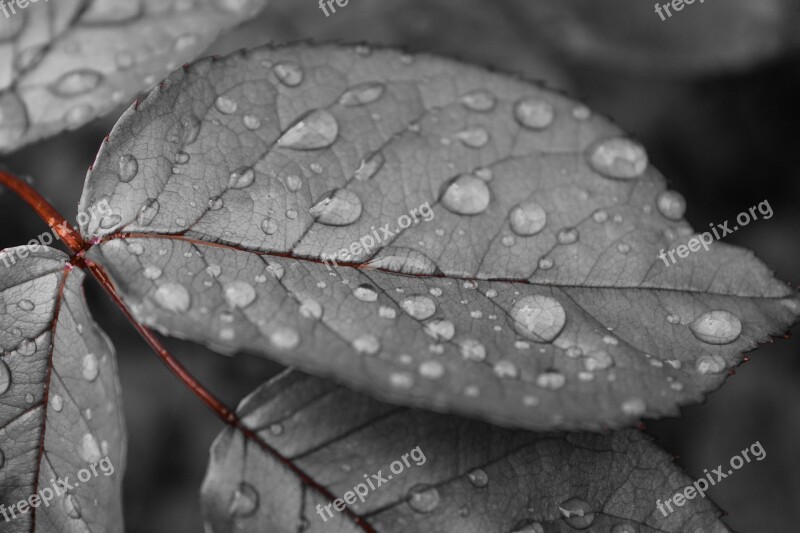 Leaves Water Drop Nature Rain Wet