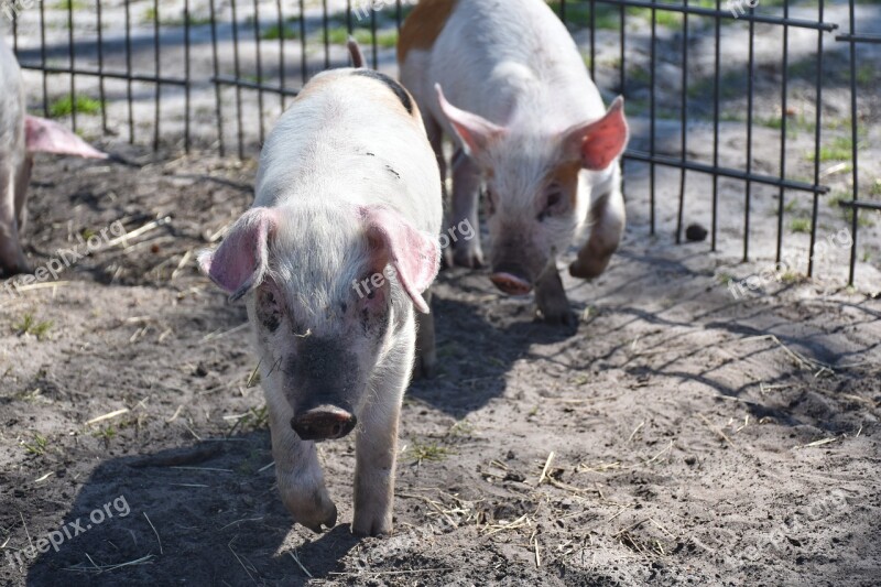 Piglet Young Small Baby Cute