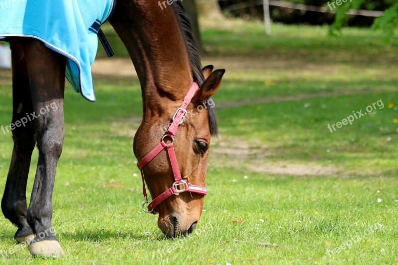 Horse Animal Brown Mammal Graze