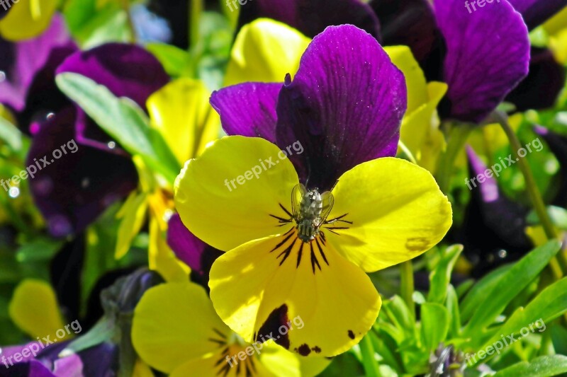 Pansies Flowers Spring Garden Nature