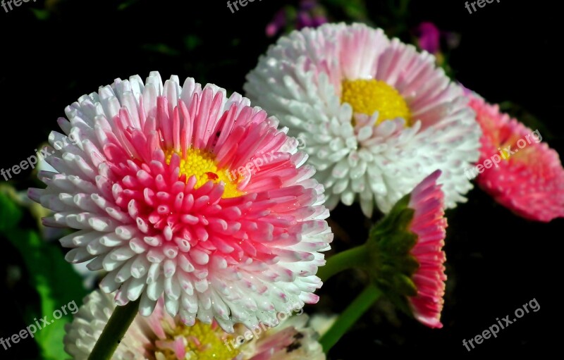 Daisies Flowers Colorful Spring Nature