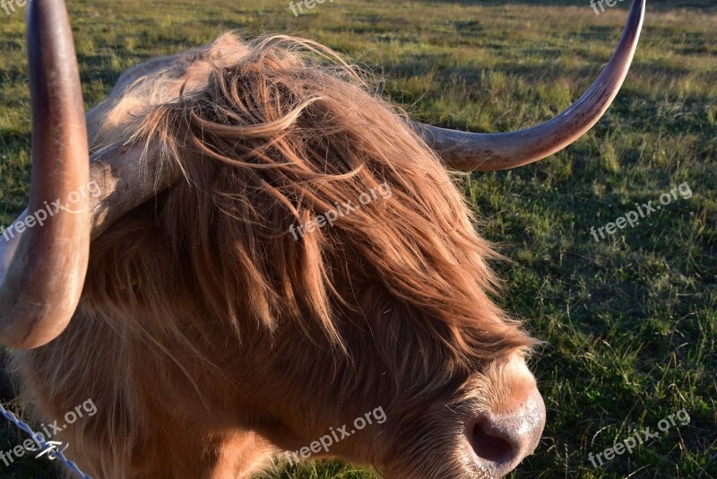 Highland Beef Scotland Agriculture Horns Cattle